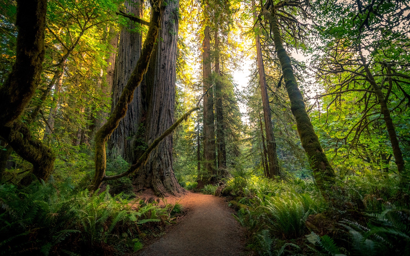 Forest Bathing Walk